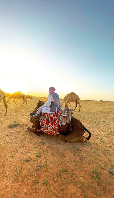 Jeddah Safari with Quad Bikes and Camel Ride Man sitting on a resting camel in desert landscape with other camels grazing in background under clear sky
